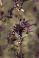 Macro photo of reddish young elderberry leaves