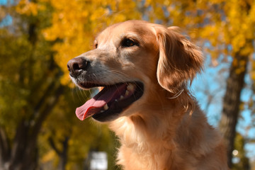 Golden Retriever Females at Lake with Tennis Ball 