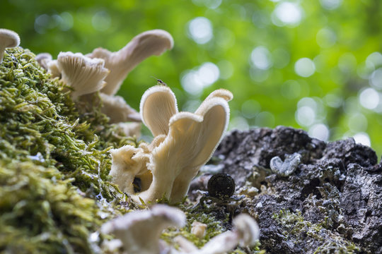 Closeup shot of a Hairy Panus (Panus Lecomtei) mushroom with bokeh on background