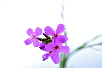 Fototapeta na wymiar Hesperis flower night violet against a white sky
