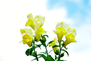 Yellow Snapdragon flowers against a white sky