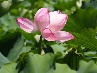 ピンク色の蓮の花がある風景