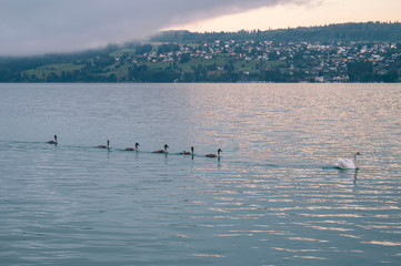 Fototapeta na wymiar Swan family in the morning grey