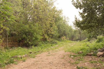 Path in the forest, Galilee, Israel. 