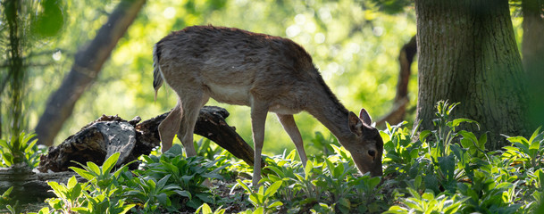 Deer in morning light