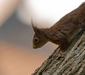 Squirrel