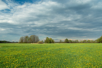 Green meadow with yellow flowers, trees and grey clouds on the sky