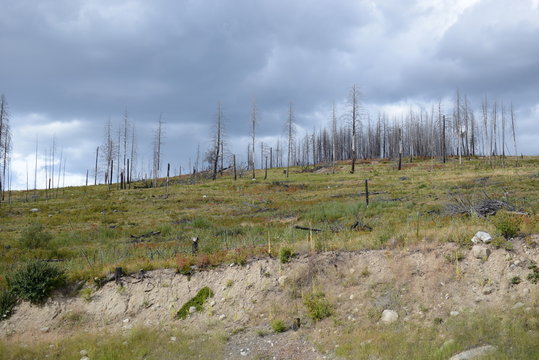 Hillside After Forest Fire