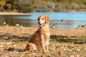 Golden Retriever Females at Lake with Tennis Ball 