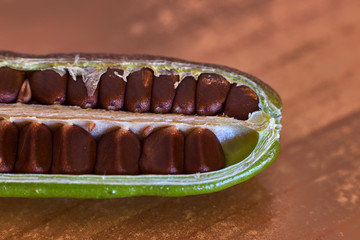 Pod filled with African iris seeds