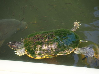池の亀