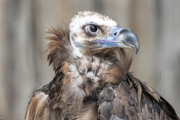 Cinereous or Eurasian Black Vulture (Aegypius monachus)