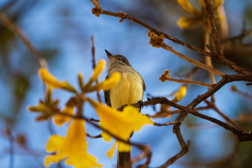 Bem te vi arvore flor amarela foto Renato Lopes