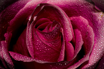 Pink Rose with Water Droplets