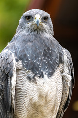 Perching Black-chested Buzzard-eagle (Geranoaetus melanoleucus)