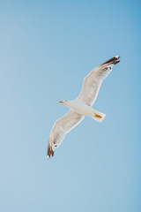 Isolated seagull with its wings spread out flying in a blue sky.
