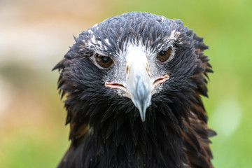 Fototapeta premium Portrait of Wedge-tailed Eagle or Bunjil (Aquila audax)