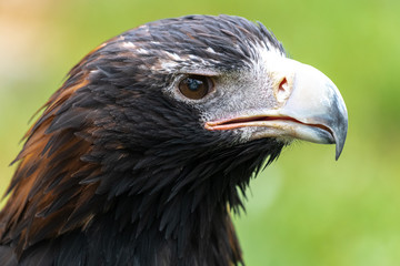 Portrait of Wedge-tailed Eagle or Bunjil (Aquila audax)