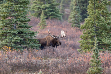 Alaska Yukon Bull Moose in Autumn