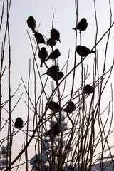 Flock of birds in winter, Erzurum, Turkey