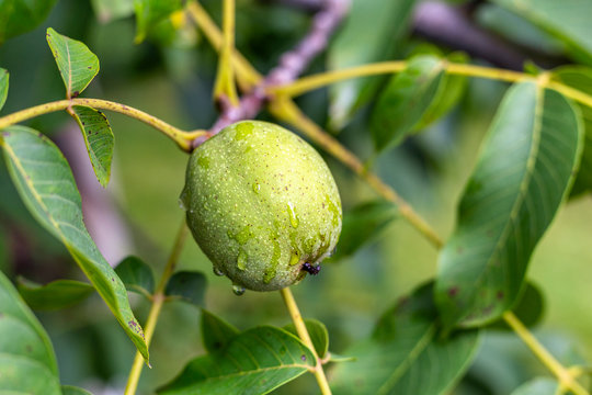 Green walnut on the branch