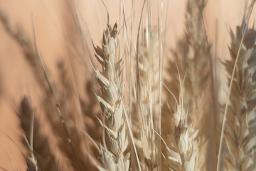 Ears of close-up. Cereals. Dried flowers. Shallow depth of field.