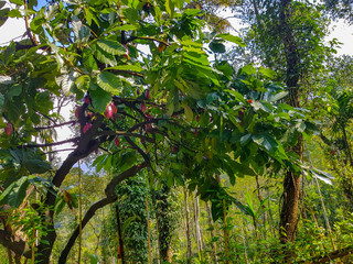 Munnar Nature and Landscape photography