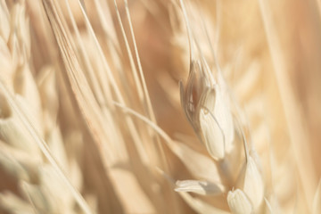 Ears of close-up. Cereals. Dried flowers. Shallow depth of field.
