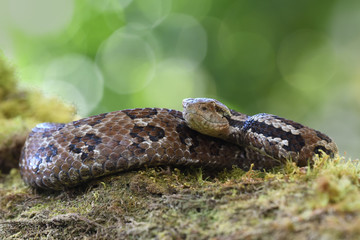 Godman's montane pit viper on moss