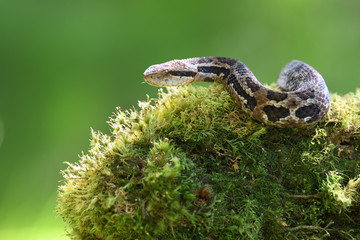 Godman's montane pit viper on moss