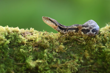 Godman's montane pit viper on moss