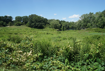 Fototapeta na wymiar green field and trees by a small pond