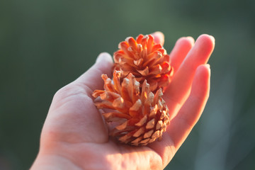 Pine spruce cones in hand close-up. Shallow depth of field. Beautiful pine cones close-up.