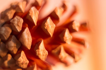 Macro cone large. Shallow depth of field. Pine spruce cone close-up.