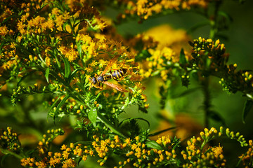 Macro shot of a wasp (Polistes dominula) sitting on a goldenrod (Solidago) in the garden.