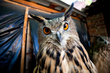 Close-up owl looks at you