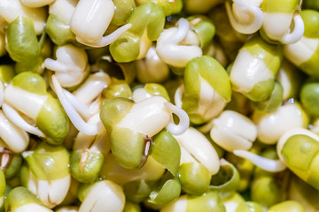 Sprouts or seedlings of mung beans in a bowl, close up.