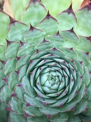 Obraz premium Common houseleek or Sempervivum tectorum plant