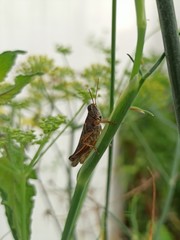 Saltamontes posando sobre una rama