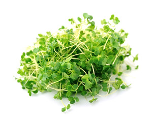 Microgreen spinach isolated
