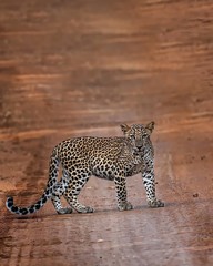 The fastest land animal in the world