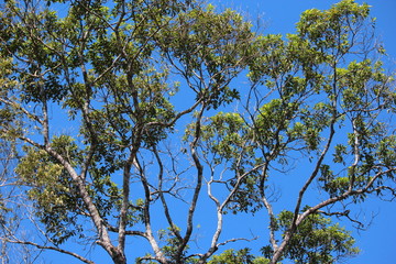 sky blue and green trees
