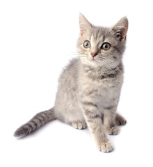 Gray kitten