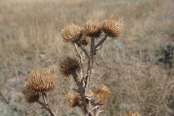 dry thistle with seeds