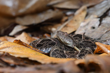 Fer-de-lance in dry leaves