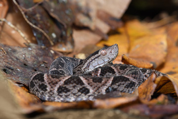 Fer-de-lance in dry leaves