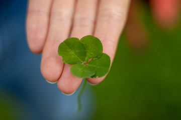 Four leaf clover held in hand