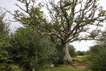 Ancient wide branched tree