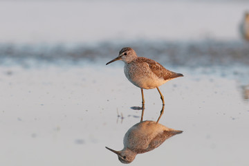 bird on the beach