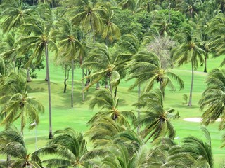 palm trees in a golf court